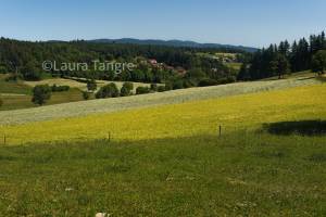 Laura TANGRE - LAURA TANGRE