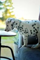 Laëtitia FUCHS - LYON EYE'S PHOTOGRAPHY